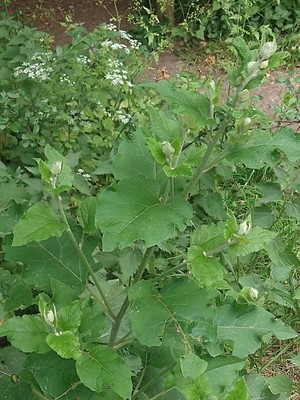 photo of Lesser Burdock