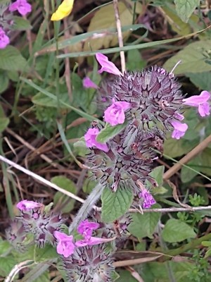 photo of Wild Basil