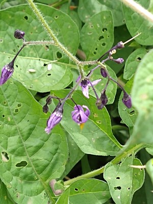 photo of Bittersweet