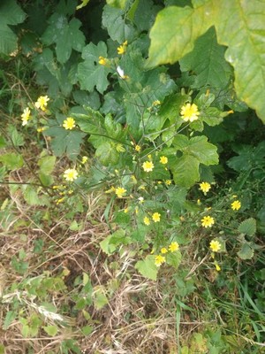 photo of Nipplewort