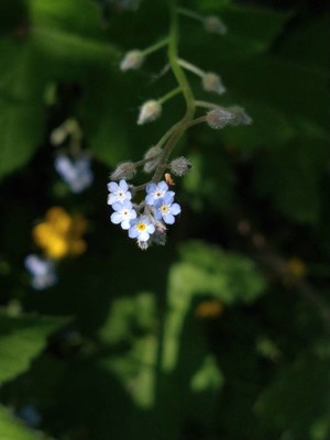photo of Field Forget Me Not