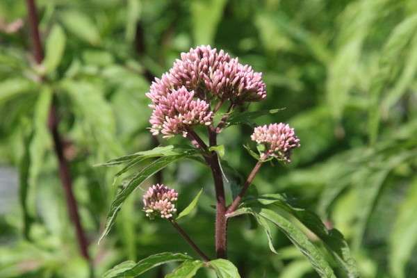 photo of Hemp Agrimony