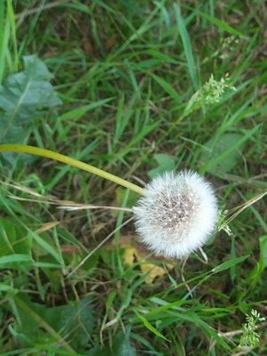 photo of Dandelion