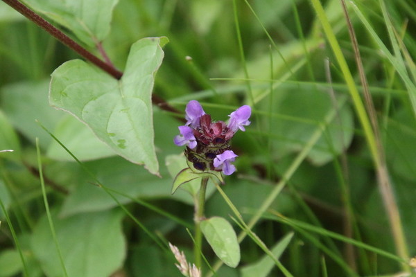 photo of Selfheal