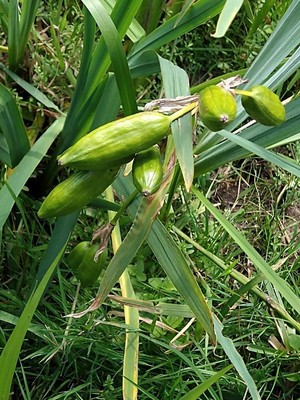 photo of Yellow Iris