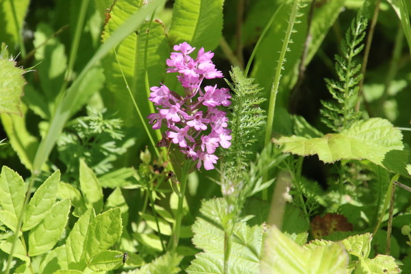photo of Pyramidal Orchid