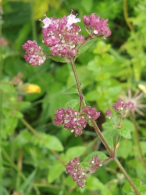 photo of Wild Marjoram