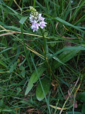 photo of Common Spotted Orchid