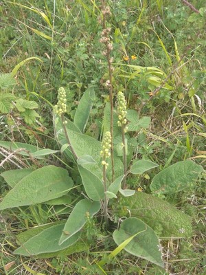 photo of Dark Mullein
