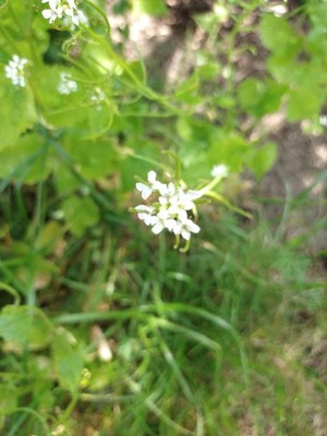 photo of Garlic Mustard