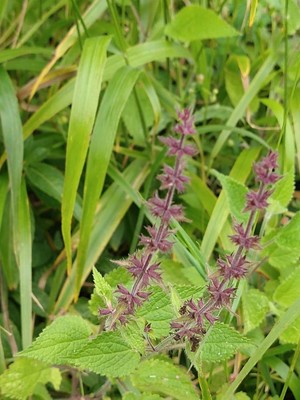 photo of Hedge Woundwort