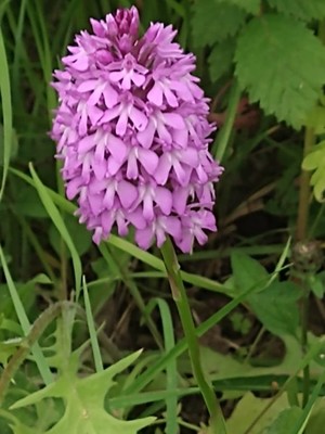 photo of Pyramidal Orchid