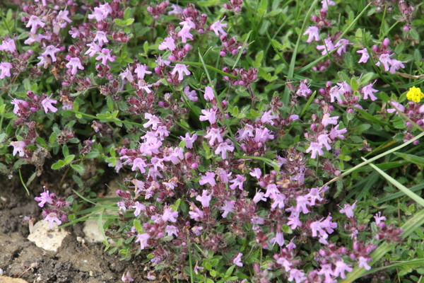 photo of Wild Thyme
