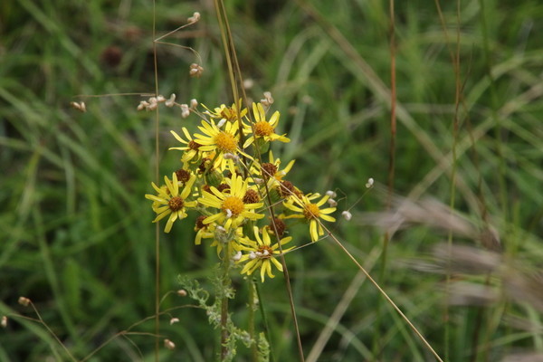 photo of Hoary Ragwort