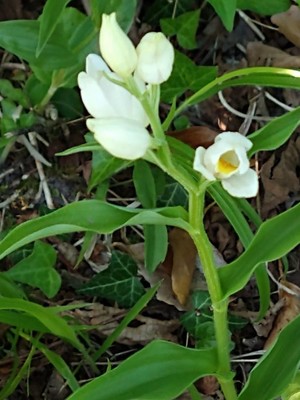 photo of White Helleborine