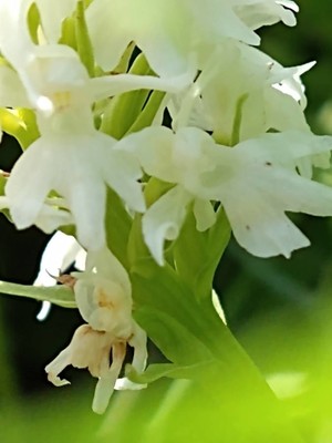photo of Chalk Fragrant Orchid
