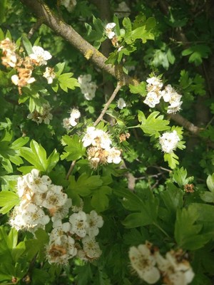 photo of Hawthorn