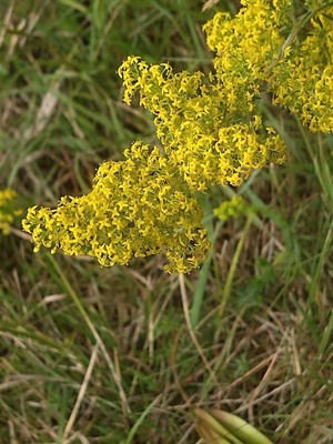 photo of Lady's Bedstraw