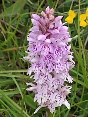 photo of Common Spotted Orchid