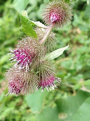 photo of Lesser Burdock
