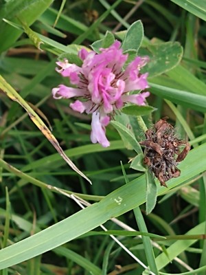 photo of Red Clover