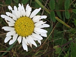 photo of Oxeye Daisy