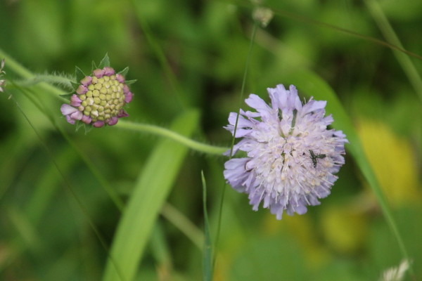 photo of Field Scabious