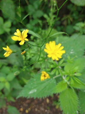 photo of Nipplewort