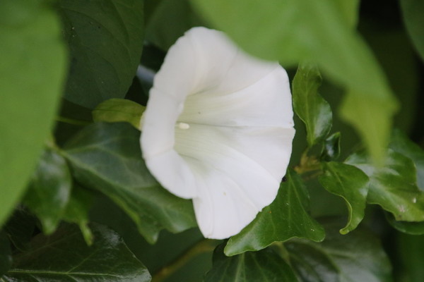 photo of Large Bindweed