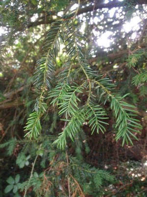 photo of Yew