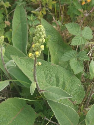 photo of Dark Mullein