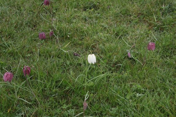 photo of Snake's Head Fritillary