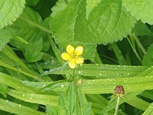 photo of Wood Avens