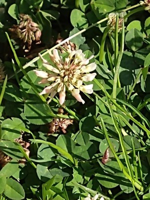photo of White Clover