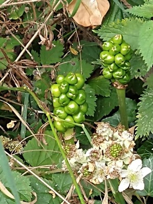 photo of Italian Arum