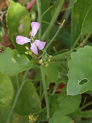 photo of Wild Radish