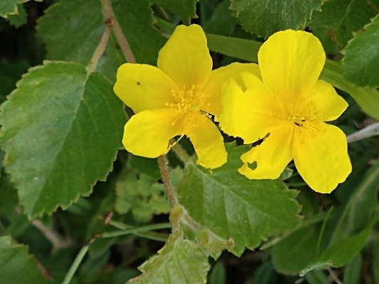 photo of Common Rockrose