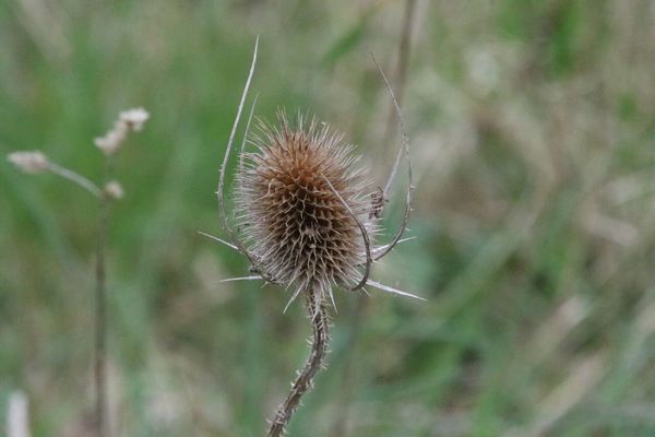 photo of Teasel