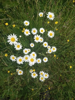 photo of Oxeye Daisy