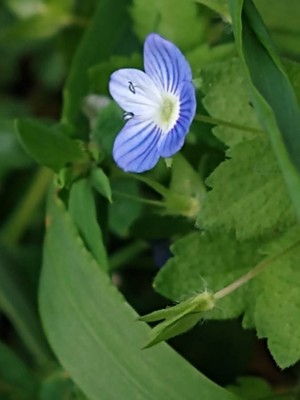 photo of Common Field Speedwell