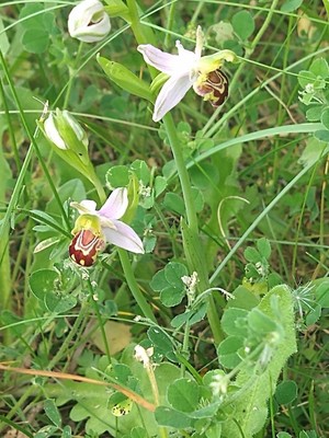 photo of Bee Orchid