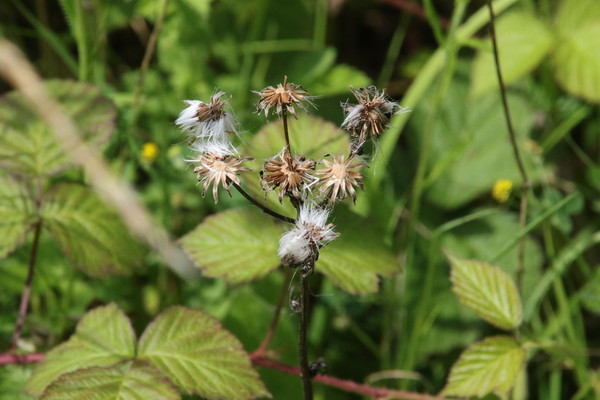 photo of Smooth Sow Thistle
