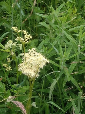 photo of Meadowsweet