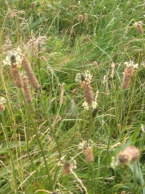 photo of Ribwort Plantain