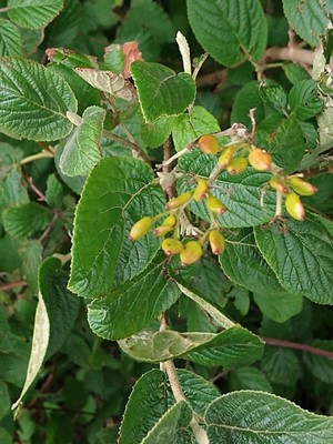 photo of Wayfaring Tree