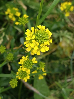 photo of Common Winter Cress