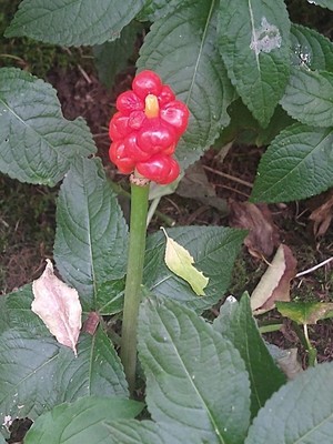 photo of Italian Arum