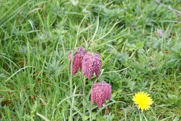 photo of Snake's Head Fritillary