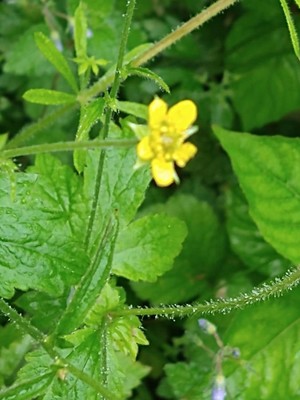 photo of Wood Avens