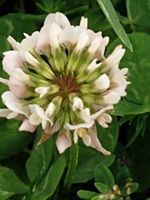 photo of White Clover